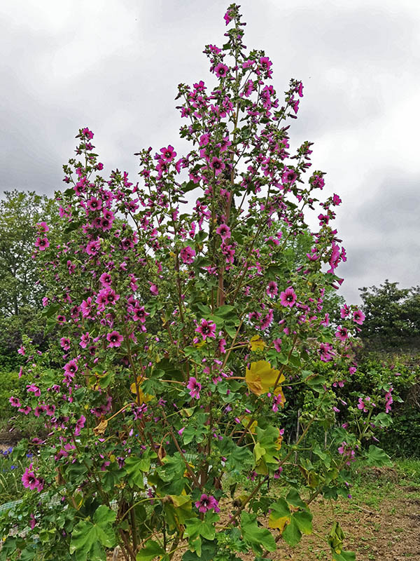 Malva arborea